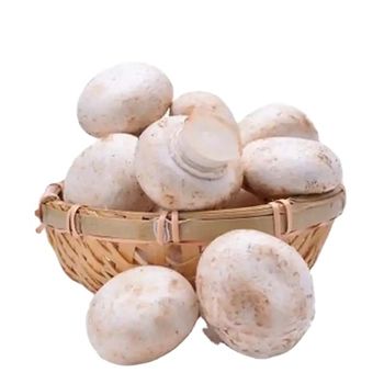 China Factory Directly Selling Dried Champignon wholesale White mushroom whole - Henan Gutailang Foods Co., Ltd. - China