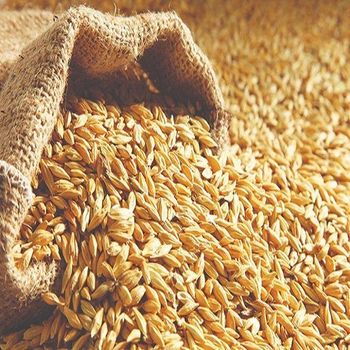 Best Quality Organic Dried Barley Grain Malt Animal Feed Top Grade 100% Purity 25kg/50kg Packaging - TRADECENTRIC LLC - United States