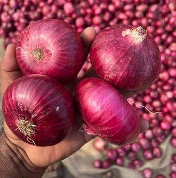 Red onions Organic Yes Texture Firm Color Red / White Foreign Matter Nil Flavor Strong Pungent Flavor Storage Performance Excellent - NATIONS FARMERS LTD - Nigeria