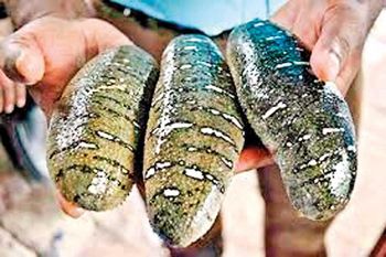 Dried sea cucumber – product photo, Sun Dried Cloves products found from trusted suppliers, wholesalers, manufacturers & exporters Listing