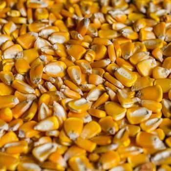 Corn - Bourbon Origin - Madagascar