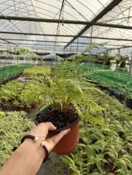 Live Plants Balantium Antarcticum Fern Bonsai for Sale - Xiamen Friendship Bridge Co., Ltd. - China