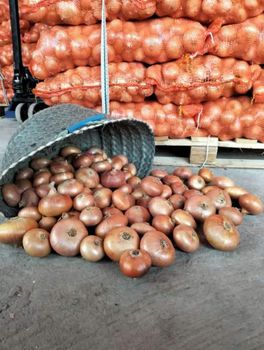 Onions Organic No Form Whole - AL-SEDIK FOR FRUITS AND VEGETABLE EXPORT AND TRADING - Egypt