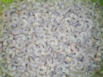 IQF frozen vannamei shrimp PUD PD - 龙海市格林水产有限公司 - China