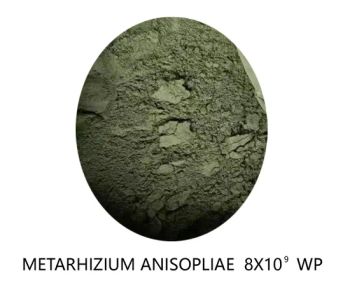 Factory Price Biological Fungicides Insecticide 20 Billion Cfu/G Metarhizium Anisopliae for Agriculture - Jinan Fusen Bio-Chemicals Co., Ltd. - China