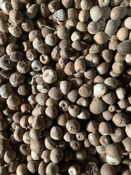 Arica nut – product photo, Nuts products found from trusted suppliers, wholesalers, manufacturers & exporters Listing