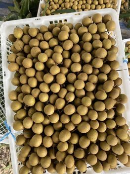 Fresh longan, Thailand - matasit - Thailand