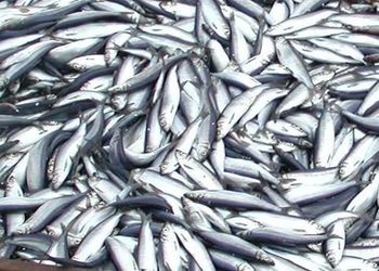 Frozen Fish / Atlantic Herring Fish - MEME GROUP COMPANY LTD - Cameroon