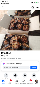 Dried cat fish - Chance Tee Technologies - Nigeria