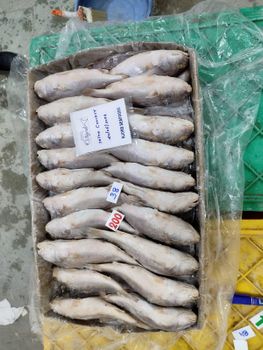 frozen yellow croaker size 50/100,100/200,200/300 - shifa sea food - India