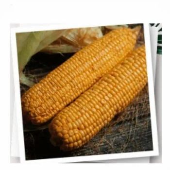 Maize – product photo, Maize products found from trusted suppliers, wholesalers, manufacturers & exporters Listing