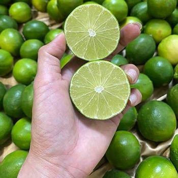 Wholesale Fresh Seedless Lime – Export Quality Vietnam Green Lime Supplier - BLUE LOTUS FARM COMPANY LIMITED - Vietnam