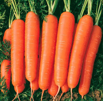 Fresh Carrots High Quality New Crop Origin from Vietnam Packed in Cartons Ready to Export Flexible Payment and Shipping - EXIMGROUP - Vietnam