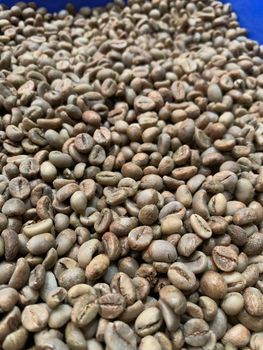 Robusta Green Beans Grade 1 - PT. BAY SEJAHTERA EXPORT - Indonesia