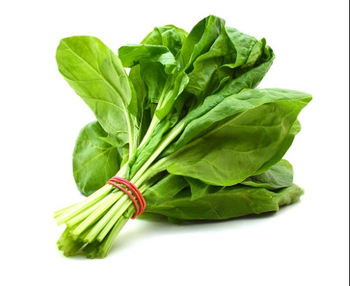 Fresh Spinach Grade A Form Loose Leaves / Bundled Shelf Life 5–7 Days Under 0–4°c Packaging 250g–500g Bundles / 5kg Bulk Cartons, bag - TRADE NEPAL LLC - United States