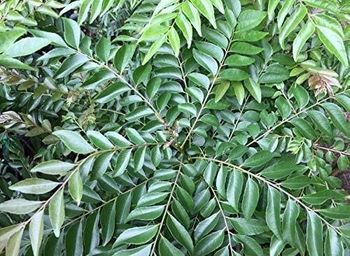 Curry Leaves - AGROCARTE EXIM ENTERPRISES PVT LTD - India