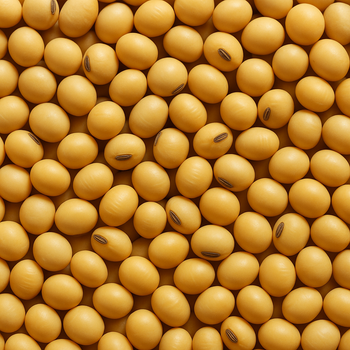 Brazilian Soybeans - TresBomm Comercio e Exportacao de Graos Ltda - Brazil