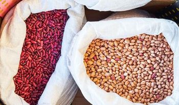 PINTO BEANS Impurities 1-2% Ash Content 3-5% Fiber Content 4-6% Protein Content 20-25% Moisture Content 10-12% Type Phaseolus - Iai holding as - Denmark