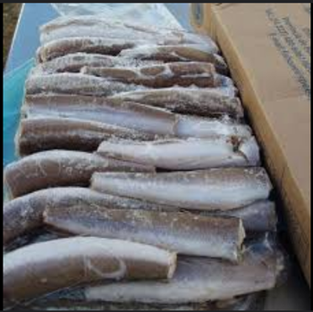 Premium Frozen Hake Fish – Whole / Fillet, IQF Processed, Bulk Export & Wholesale Supply - TRADE NEPAL LLC - United States