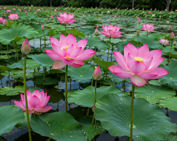 Lotus – product photo, Dried Lotus Flowers products found from trusted suppliers, wholesalers, manufacturers & exporters Listing