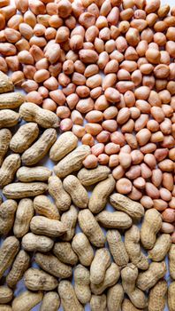 Premium Quality Raw Peanuts for Export - Mutlu Et Mustafa - France