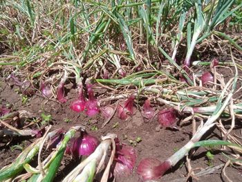 Red onions from Kenya - LJ trading - Kenya