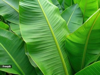 Banana leaves from Oro fresh Banana leaves - Oro fresh - Bangladesh