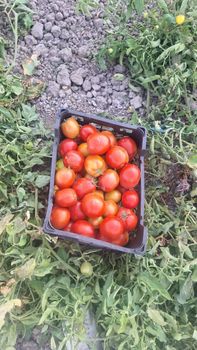 Fresh Tomato BRIVIO Shiraz Iran - FarmIran - Iran