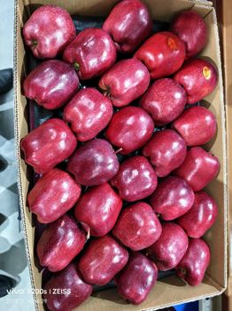 Fresh Red Delicious Apples for Global Premium Markets - Super vegetables and fruits CO - China