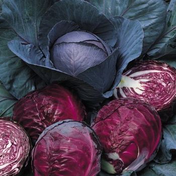 new organic red acre cabbage Content / Style Fresh Variety all Type Cabbage Weight (kg) 0 Ingredients / Address durban Shelf Life 1 - NJICUDA GLOBAL TRADE PTY LTD - South Africa