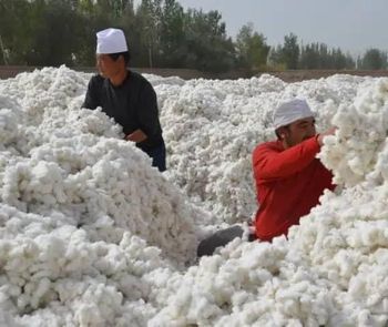 Worldwide Ready Stock of Raw Cotton Bale for Immediate Shipment and Spinning for Garment Use whatsap +255795279787 - AL JABLI TRADING COMPANY LIMITED - Tanzania
