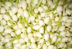 Fresh Jasmine from Shasti International Private Limited Fresh Jasmine - Shasti International Private Limited - India