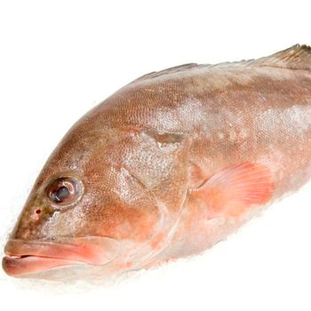 Top Selling Frozen Grouper Fish Whole Grouper Fillet for export - TANIS IMPORT & EXPORT COMPANY LIMITED - Vietnam