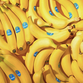 Fresh Green Cavendish Banana. wholesale from Almaa SCS Fresh Green Cavendish Banana. wholesale - Almaa SCS - Belgium