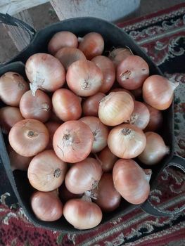 Onions Organic No Origin Egypt - AL-SEDIK FOR FRUITS AND VEGETABLE EXPORT AND TRADING - Egypt