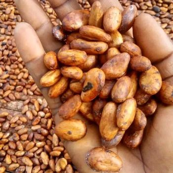 Cocoa beans Origin Cameroon Degree of Processing Raw - FEMOE TRANSIT AFRICA - Cameroon