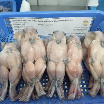 BEST SELLER! Frozen Frog Legs IQF High quality packing 1kg Shape Piece Weight 10kgs Style Frozen Origin Vietnam Part Body, - TANIS IMPORT & EXPORT COMPANY LIMITED - Vietnam