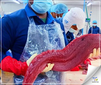 Yellowfin Tuna Cut Fillet Freshness Level Fresh - Your Daily Foods - Sri Lanka