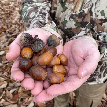 Premium Acorns Fresh Whole Seeds Natural Forest Harvest Rich In Fiber And Nutrients Traditional Food Ingredient Ideal For Animal Feed Craft And Processing Use Buy Now Fast Delivery Premium Quality Wholesale - wood traders - Poland