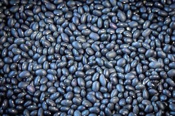 Kidney Beans from AL JABLI TRADING COMPANY LIMITED Kidney Beans - AL JABLI TRADING COMPANY LIMITED - Tanzania
