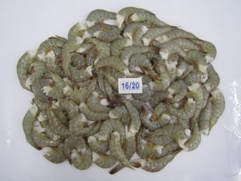 Shrimps and squid from amigoseafood co Shrimps and squid - amigoseafood co - India