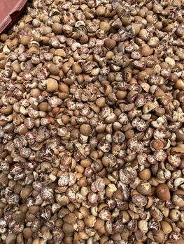 Betel Nut - PT.NUSANTARA AGRARIAN RESOURCES - Indonesia