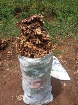 Fresh and dried ginger - Golden Savanna Ginger Limited - Nigeria