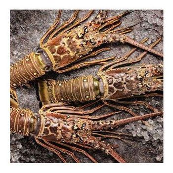 Frozen Rock Lobster / Frozen Lobster Tail / Fresh Live Lobster. from TREVEX INTER CO.,LTD Frozen Rock Lobster / Frozen Lobster Tail / Fresh Live Lobster. - TREVEX INTER CO.,LTD - Thailand