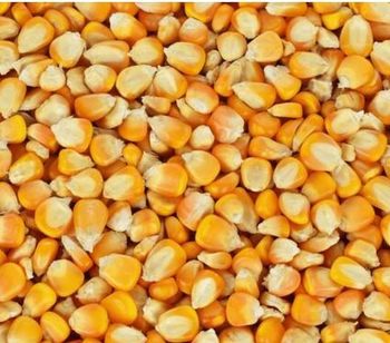 Dry Yellow Corn – Continuous Supply from 5,000 MT per Shipment - Natalia Global Export - Germany