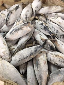 Frozen Yellowfin Tuna - BF GLOBAL TRADING (PTY) LTD - South Africa