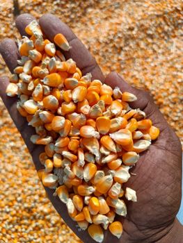 High Quality White and Yellow Corn Kernels From Brazil Low Moisture Maize for Animal Feed OEM Packing Direct Export - AGRONOVA - United States