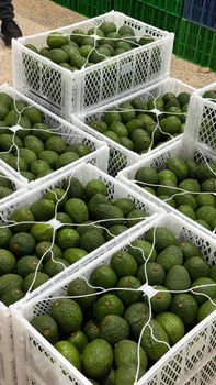 Fresh Hass Avocado From Kenya - Buyosi Enterprises - Kenya