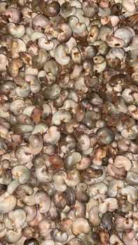 raw cashew nut – product photo, Cashew Nut Kernel products found from trusted suppliers, wholesalers, manufacturers & exporters Listing