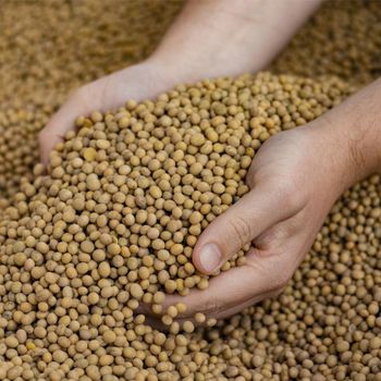 Golden Yellow Soybean Seeds Supplied With Advanced Cleaning Process For Global Import Markets - malter group - Tanzania